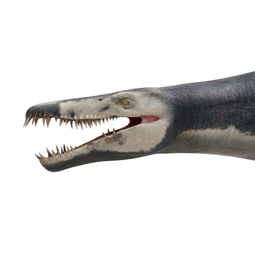 Liopleurodon ferox, reconstitution