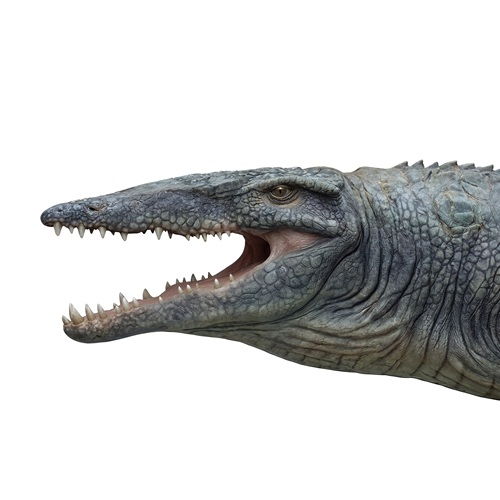 Metriorhynchus, reconstitution