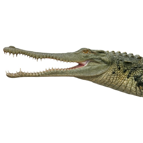 Steneosaurus, reconstitution